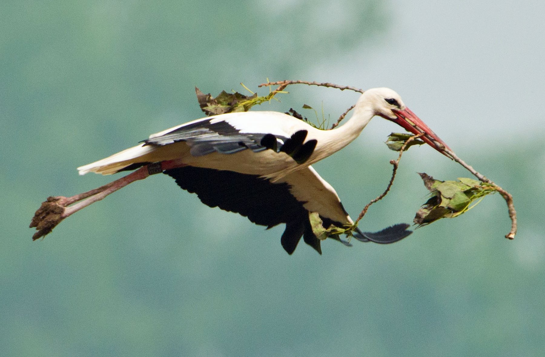 Mit Nistmaterial im Schnabel fliegt ein Weissstorch  über ein Feld bei Biebesheim. Die streng geschützten Tiere konnten in mehreren Brutkolonien in Hessen in diesem Jahr erfolgreich Nachwuchs ausbrüten. Foto: Boris Roessler/dpa