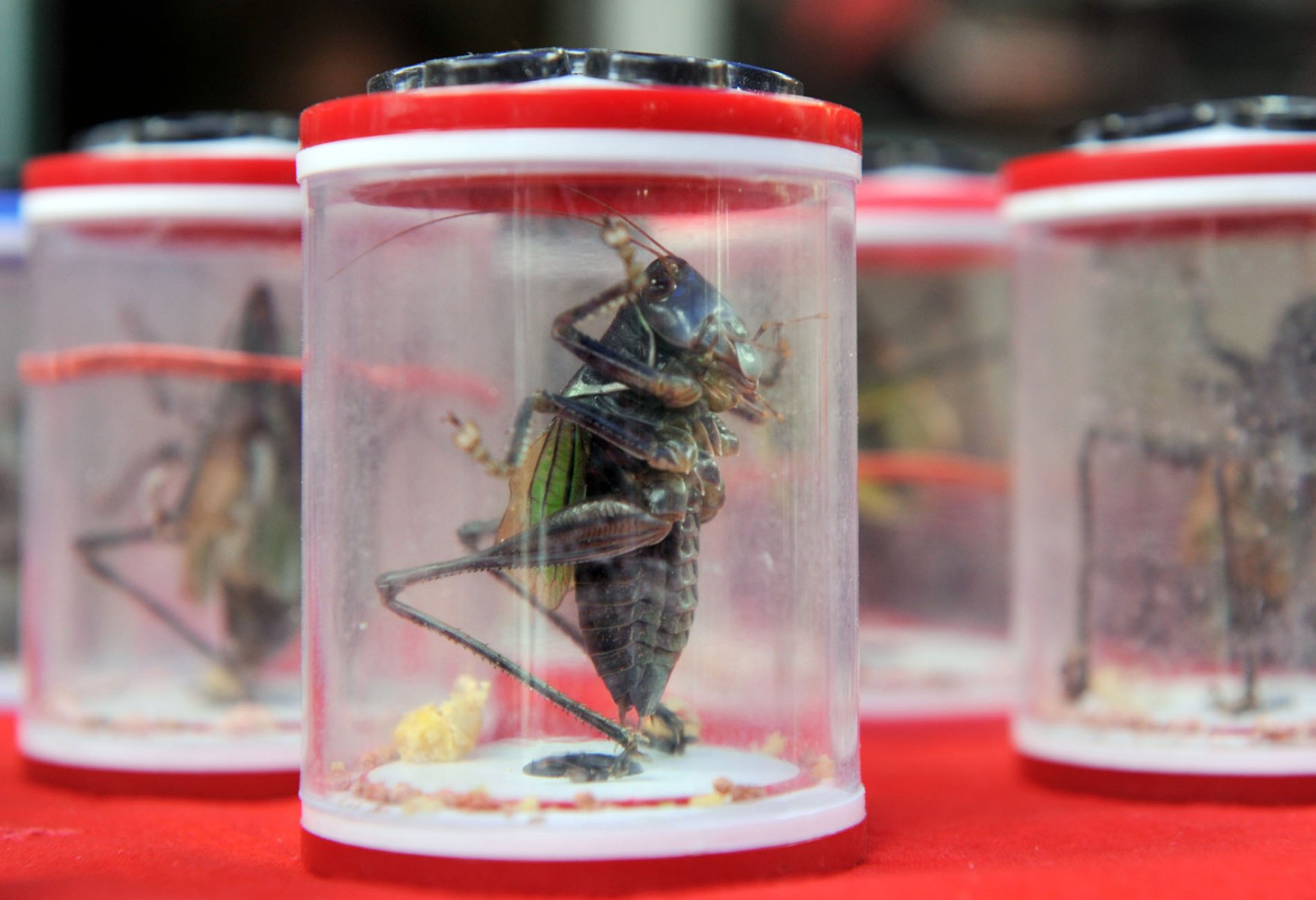 Eingesperrt in winzige Plastikdosen warten Grillen auf einem Tiermarkt in Shanghai auf Käufer. In kleinen Wettkämpfen lassen die stolzen Besitzer die zentimetergrossen Insekten gegeneinander antreten. Foto: Boris Roessler