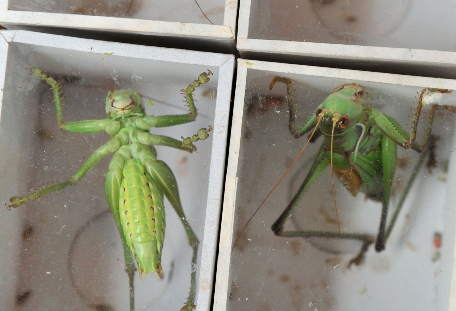 Eingesperrt in winzige Plastikdosen warten Grillen auf einem Tiermarkt in Shanghai auf Käufer. In kleinen Wettkämpfen lassen die stolzen Besitzer die zentimetergrossen Insekten gegeneinander antreten. Foto: Boris Roessler